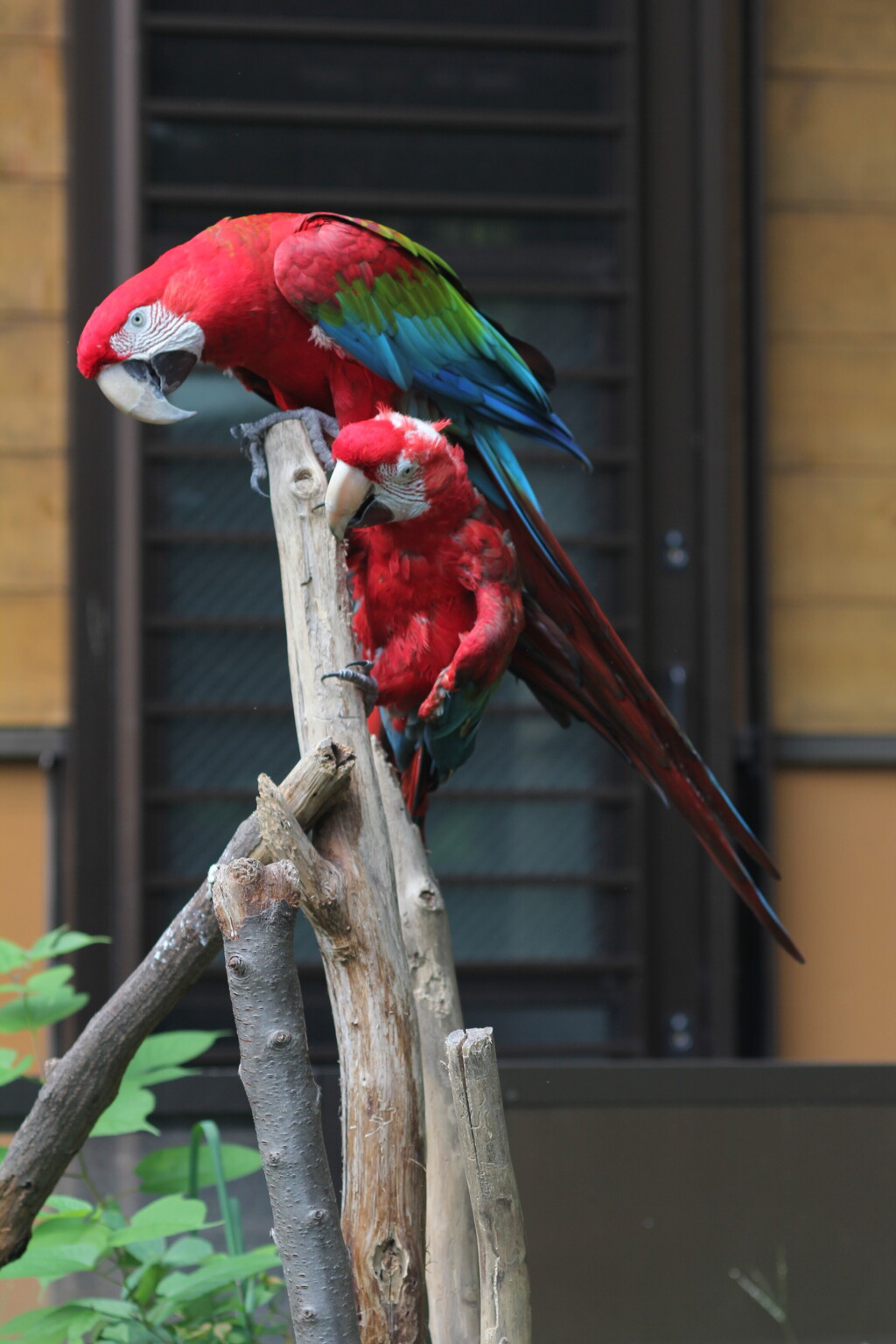 インコさん