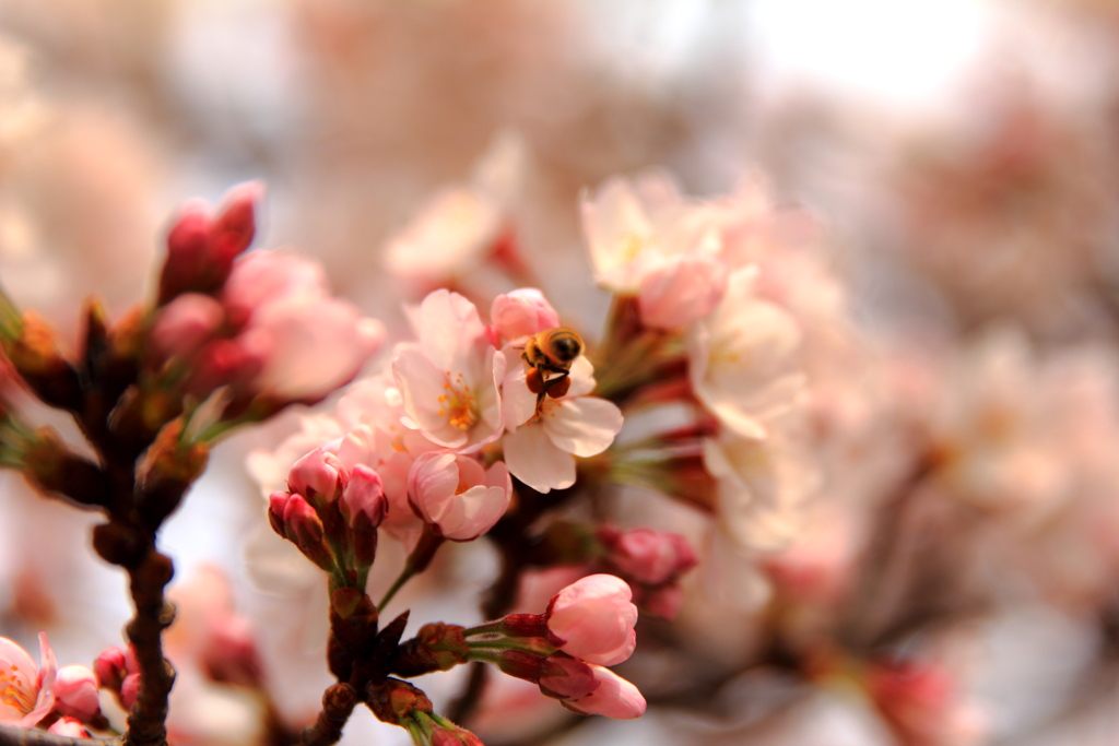 花粉団子