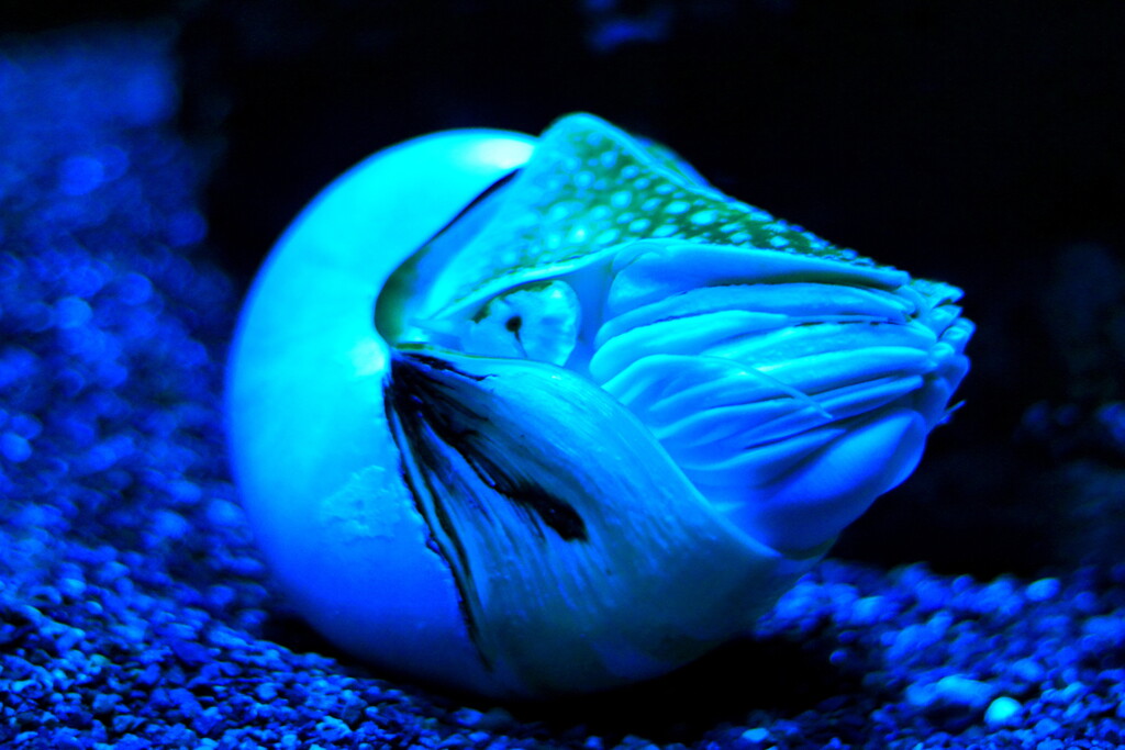 オウムガイ