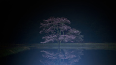 "霞の神龍夜桜"