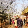 上野東照宮と桜と屋台