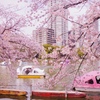 不忍池の桜とスワンボート