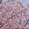 上野公園の大寒桜