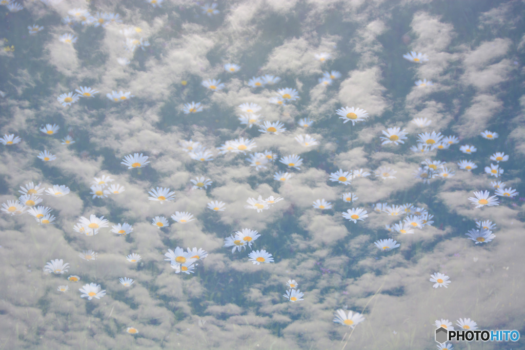 空飛ぶマーガレット