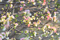 ボケの花 20250323