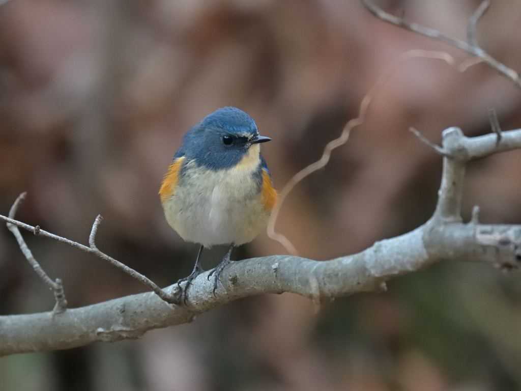 ルリくん 20251228