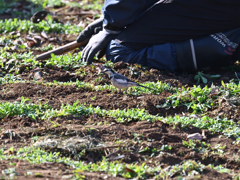 人懐っこいハクセキレイ 20260130