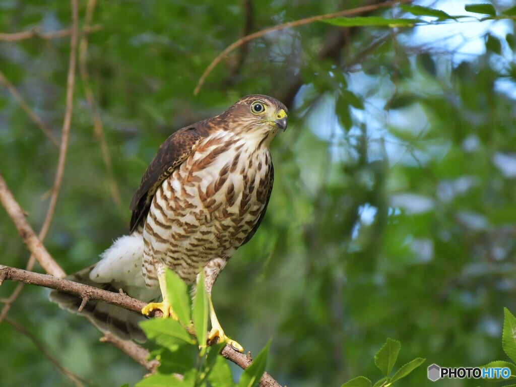 ツミ　幼鳥　20230702