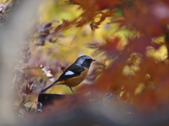 ジョウビタキ ♂ 20251206-1