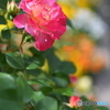 Flower 20230505-1