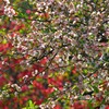 ボケの花　２