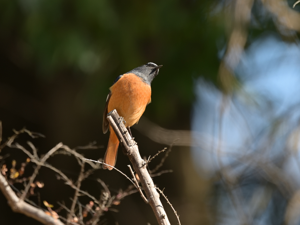 ジョウビタキ♂ 20260130-1