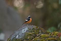 ジョウビタキ 20251229-1