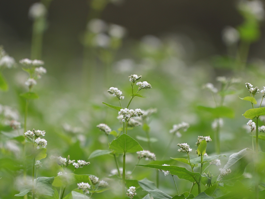 ソバの花