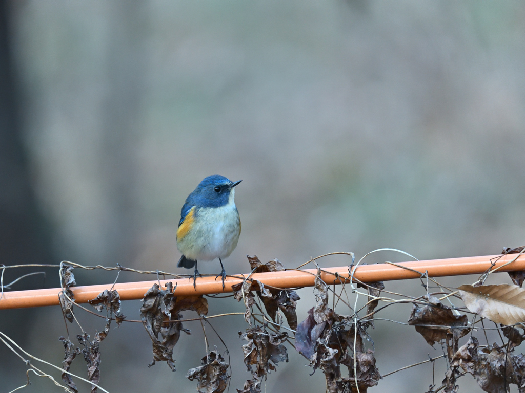 ルリビタキ 20251226-1