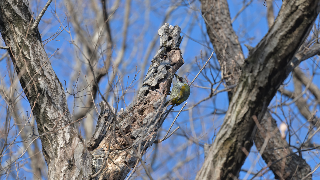 アオゲラ 20260201-1