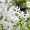 Flower 20230501-2