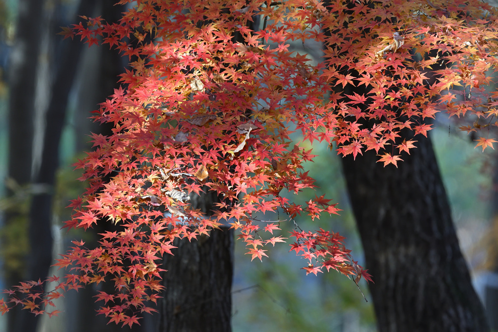 紅葉１