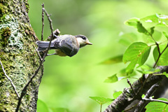 ヤマガラ 幼鳥 2