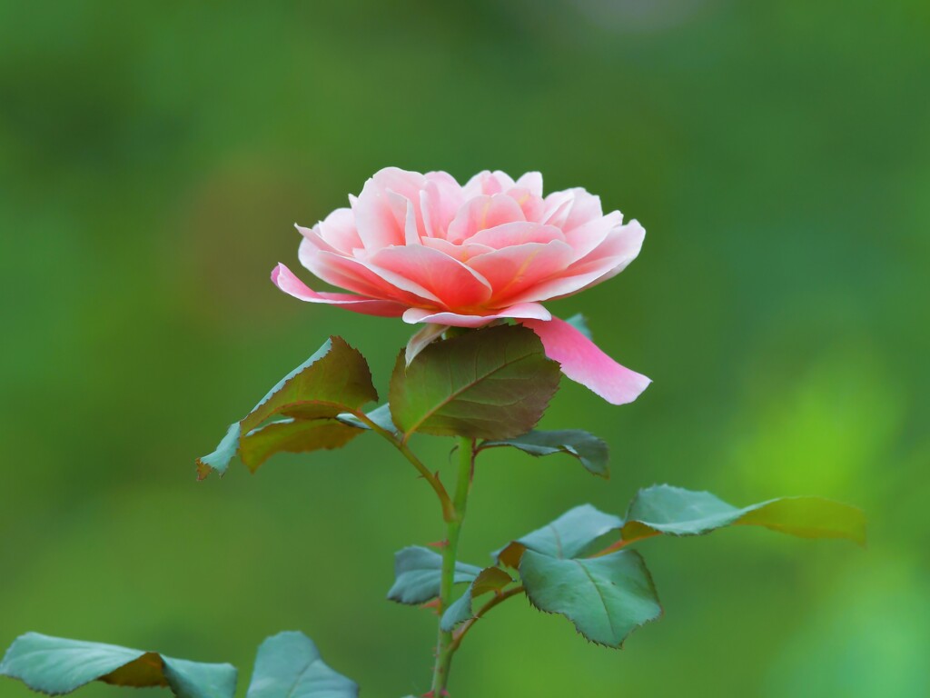 Flower 20230708