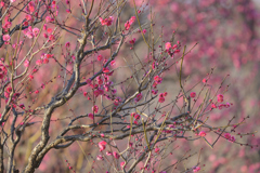 紅梅 20250215
