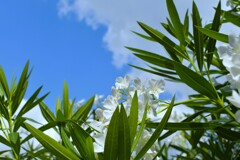 夏の白