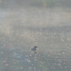 雨あがりのカイツブリ
