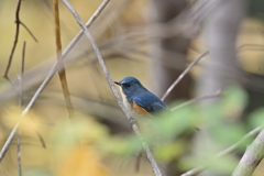 ルリビタキ ♂ 20251129-1