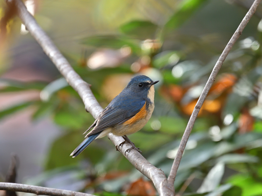 ルリビタキ ♂ 20251129-2