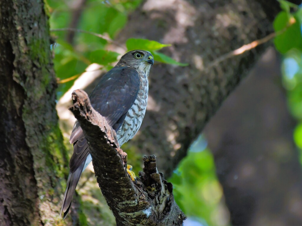 ツミ　幼鳥　20230716-2