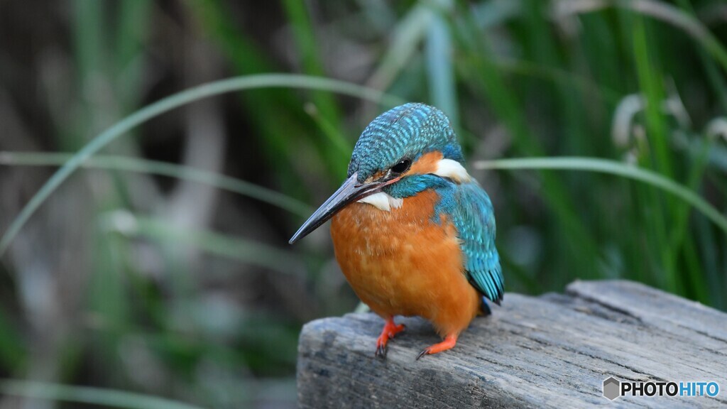 小川のカワセミ
