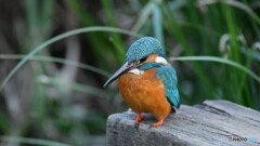 小川のカワセミ