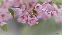 春、春