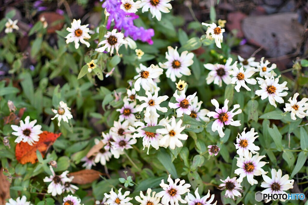 彩とりどり咲き誇る