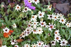 彩とりどり咲き誇る