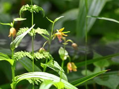 カキラン