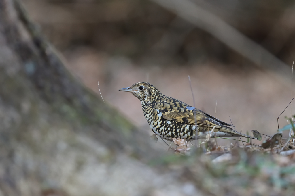 トラツグミ 20260118-1