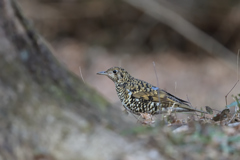 トラツグミ 20260118-1