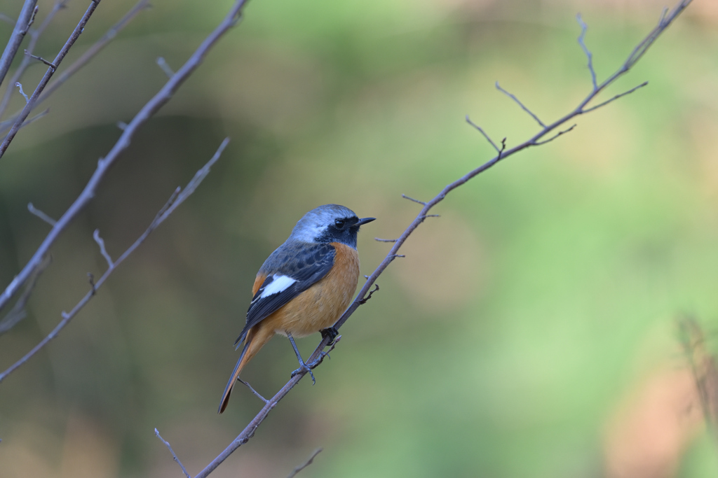 ジョビくん 20251229