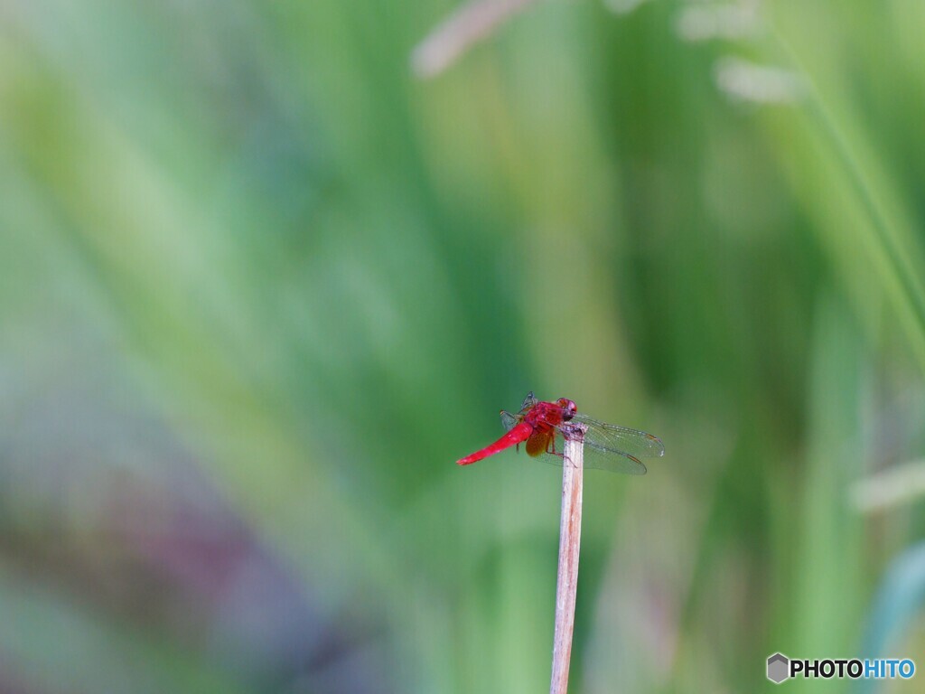 ショウジョウトンボ　2