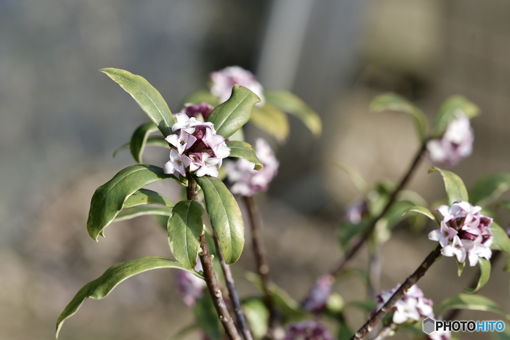 とてもいい匂い