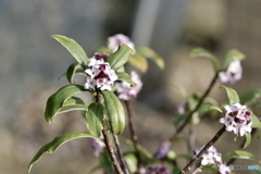 とてもいい匂い