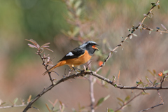 ジョウビタキ♂ 20260117-2