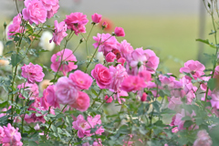 秋バラ 20251108-2