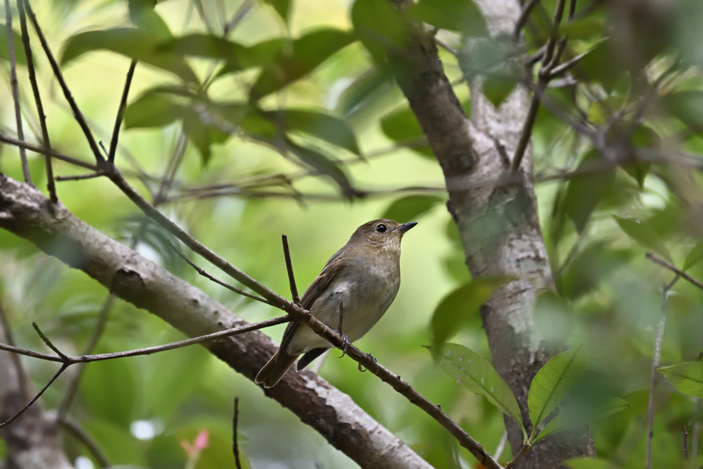 キビタキ♀ 20251103