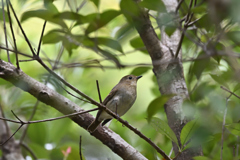 キビタキ♀ 20251103