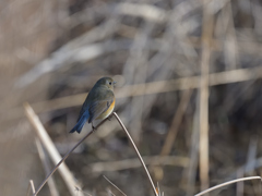 ルリビタキ 20260222-2