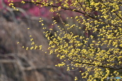 春の黄色