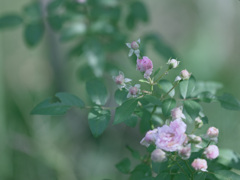 Flowers after the rain 1019-1