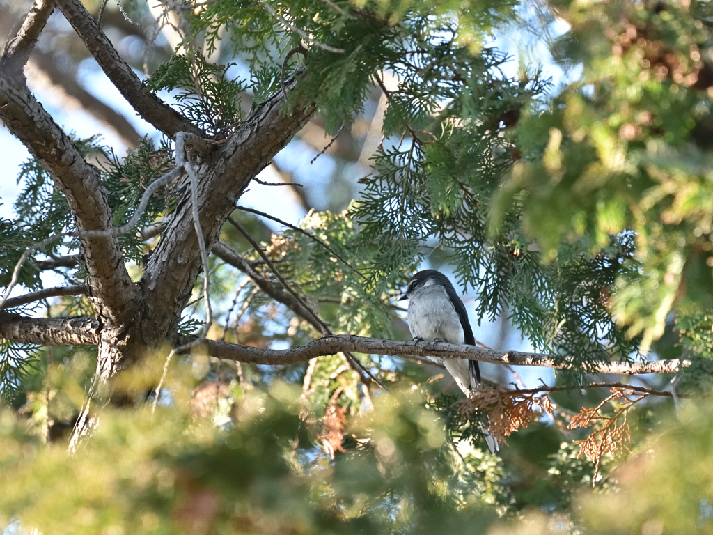 リュウキュウサンショウクイ 20251230